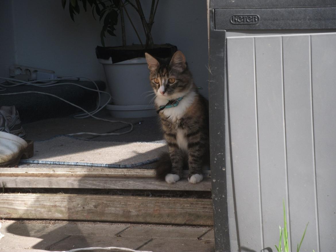 Blanding af racer Bellatrix billede 13