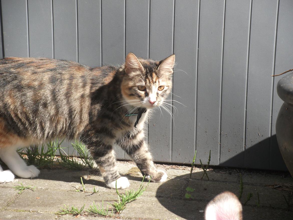 Blanding af racer Bellatrix billede 14