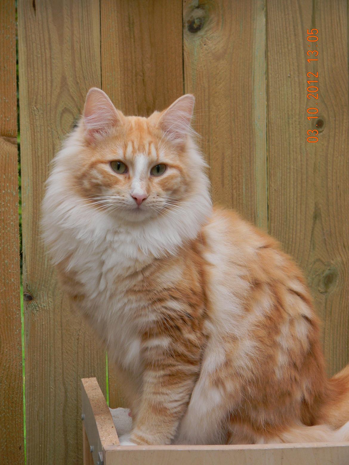 Norsk Skovkat CH Prinz Tjorven of Stellenbosch*D billede 22