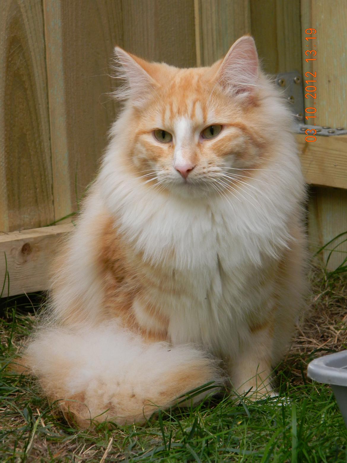 Norsk Skovkat CH Prinz Tjorven of Stellenbosch*D billede 1