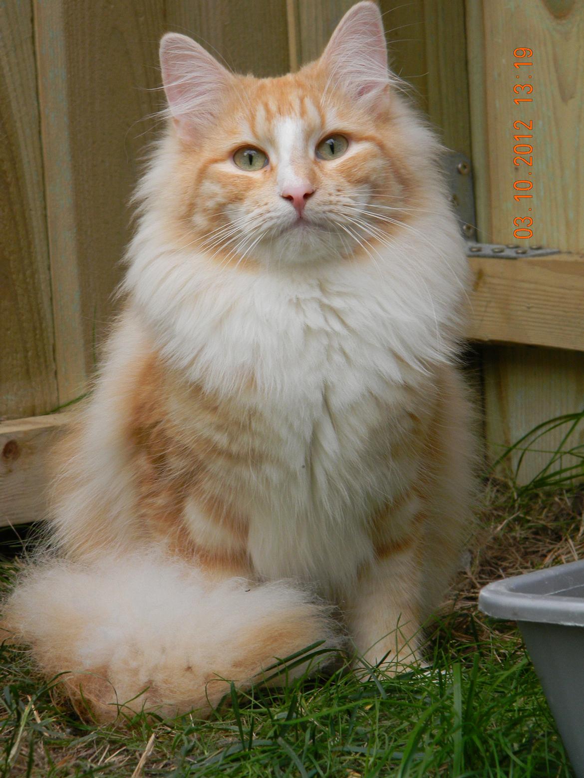 Norsk Skovkat CH Prinz Tjorven of Stellenbosch*D billede 6