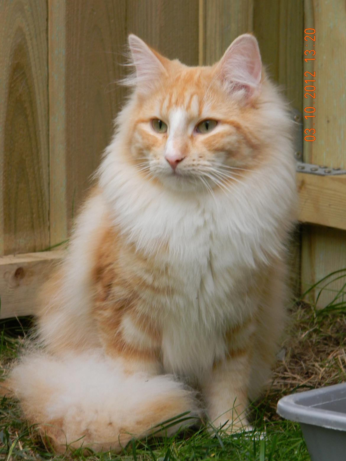 Norsk Skovkat CH Prinz Tjorven of Stellenbosch*D billede 21