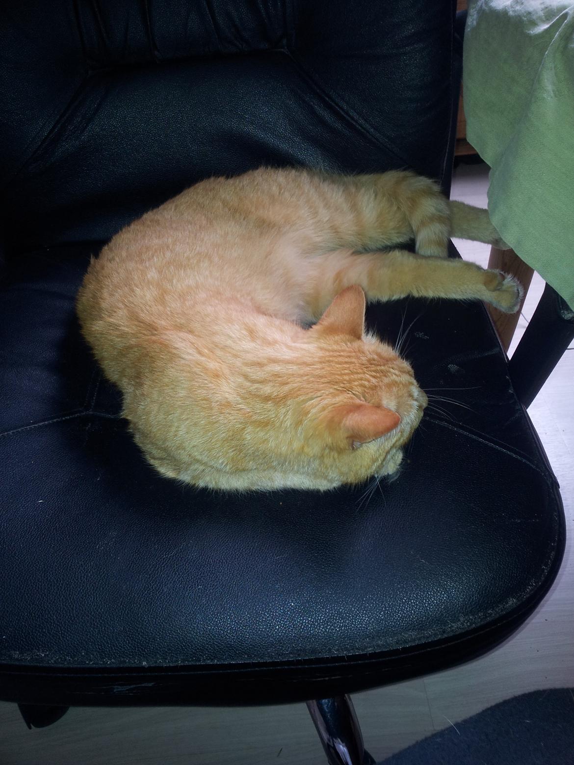 Huskat Guffe - Guffe sover billede 1