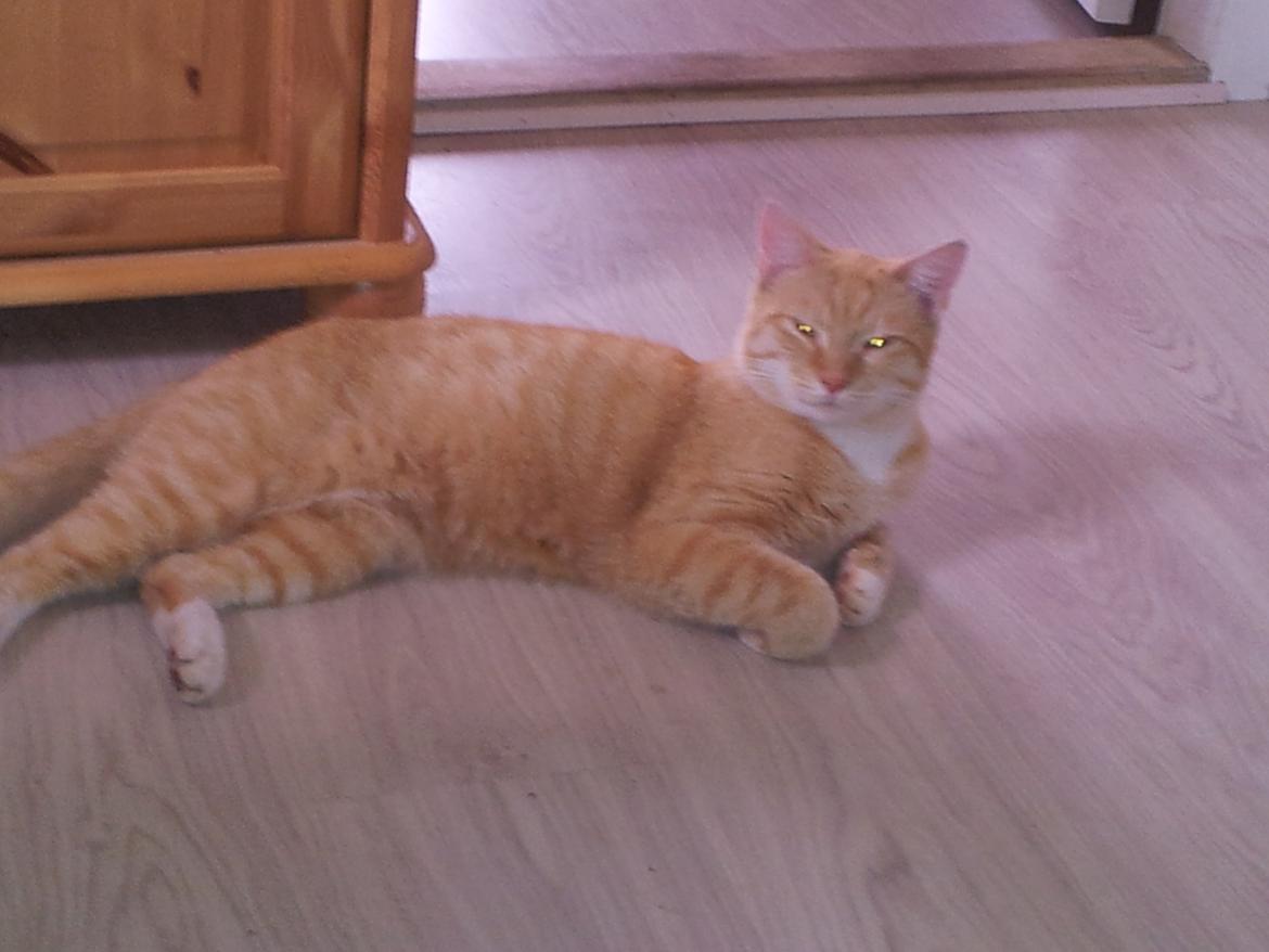 Huskat Guffe - Hygger billede 2