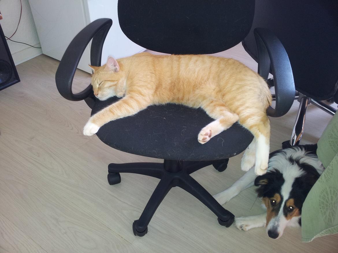 Huskat Guffe - Slapper sammen med vores hund billede 3