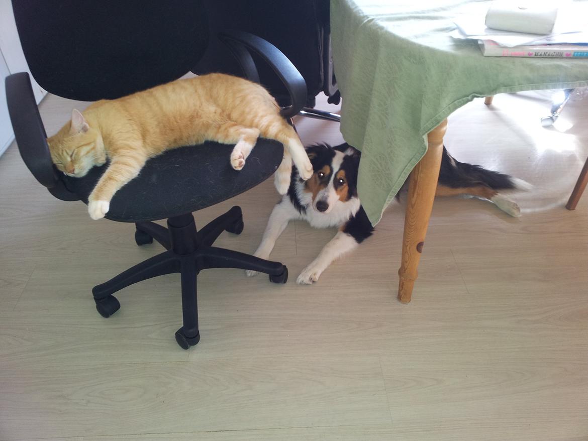 Huskat Guffe - slapper af med vores hund billede 4