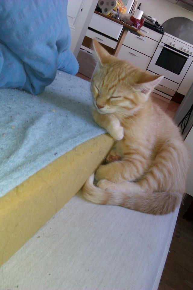 Huskat Guffe - Fra han var killing billede 5