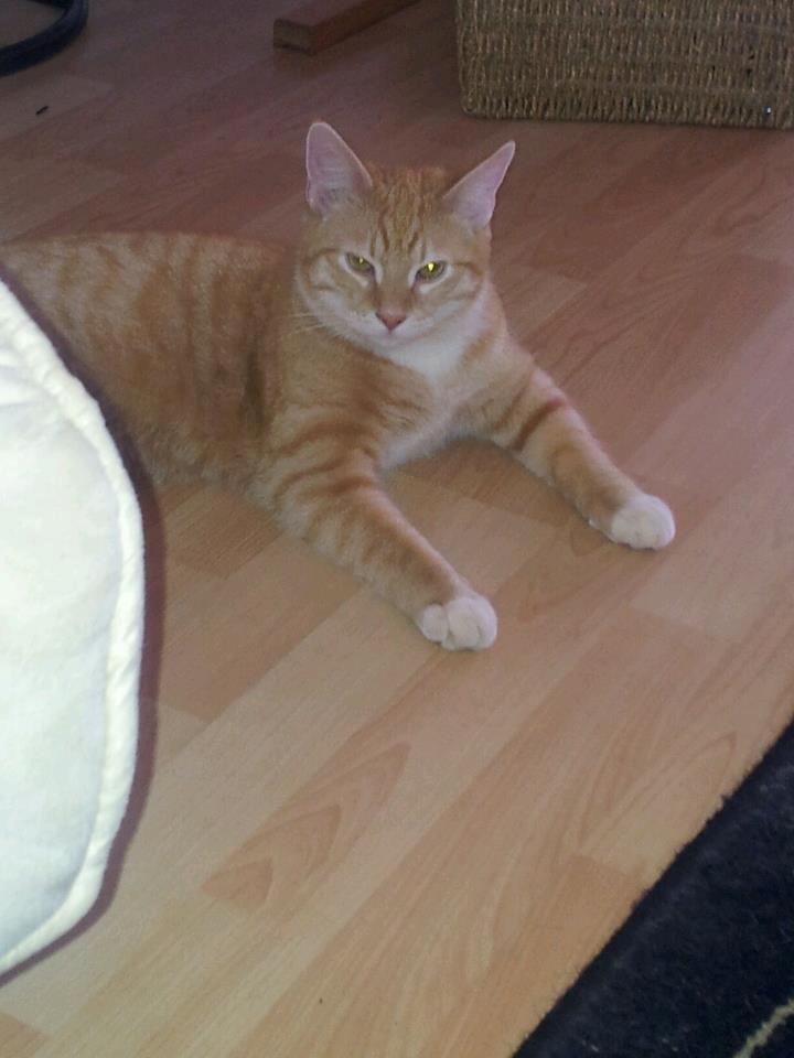 Huskat Guffe - hygge hjemme billede 6