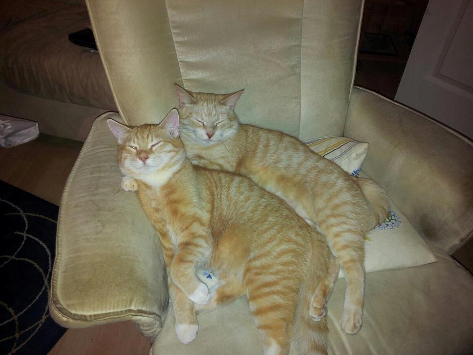 Huskat Guffe - Hygge med mor billede 7