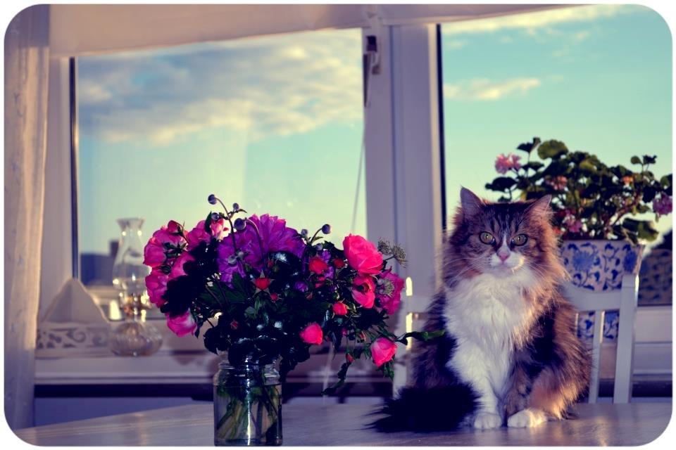 Blanding af racer Missi EFTERLYST billede 1