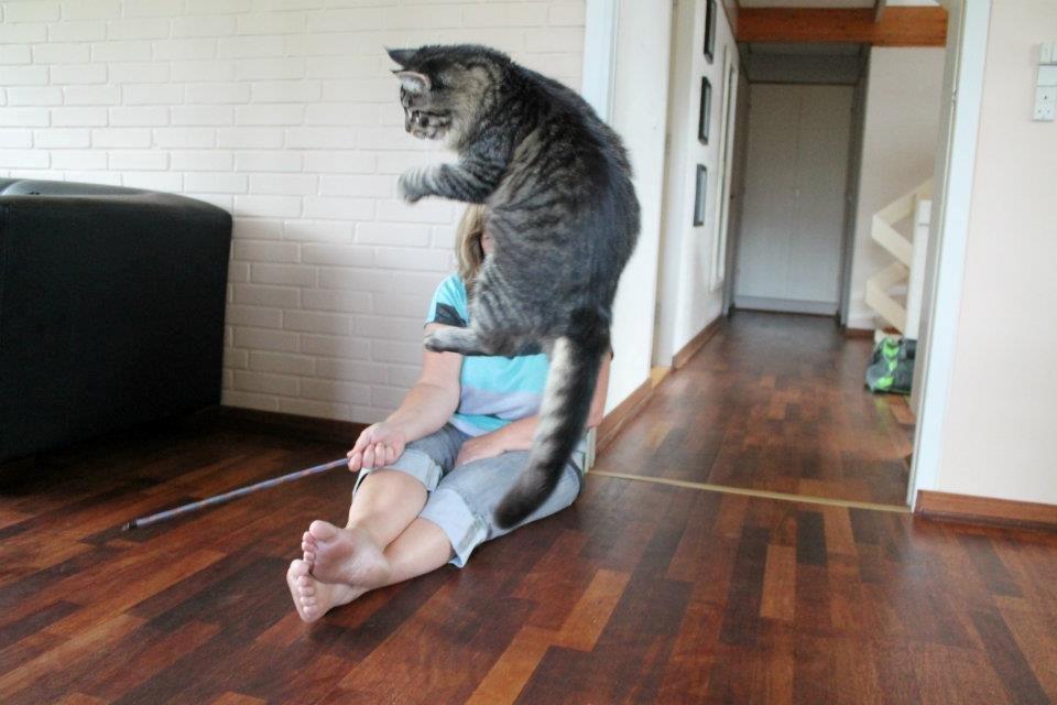 Maine Coon Basse billede 7