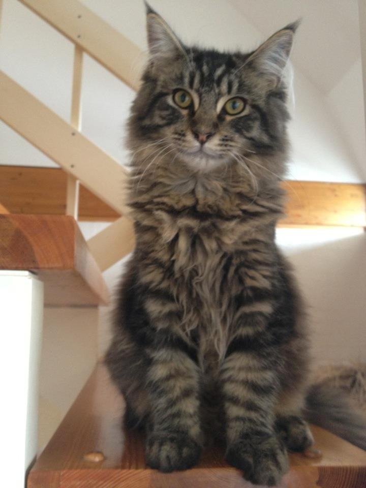 Maine Coon Basse billede 8