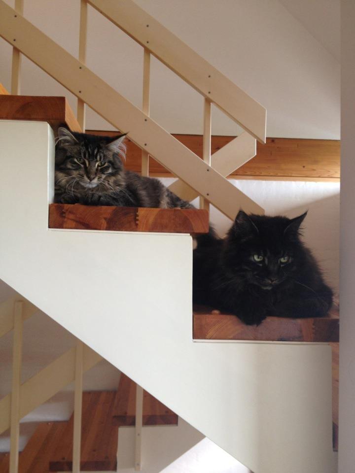 Maine Coon Basse billede 9