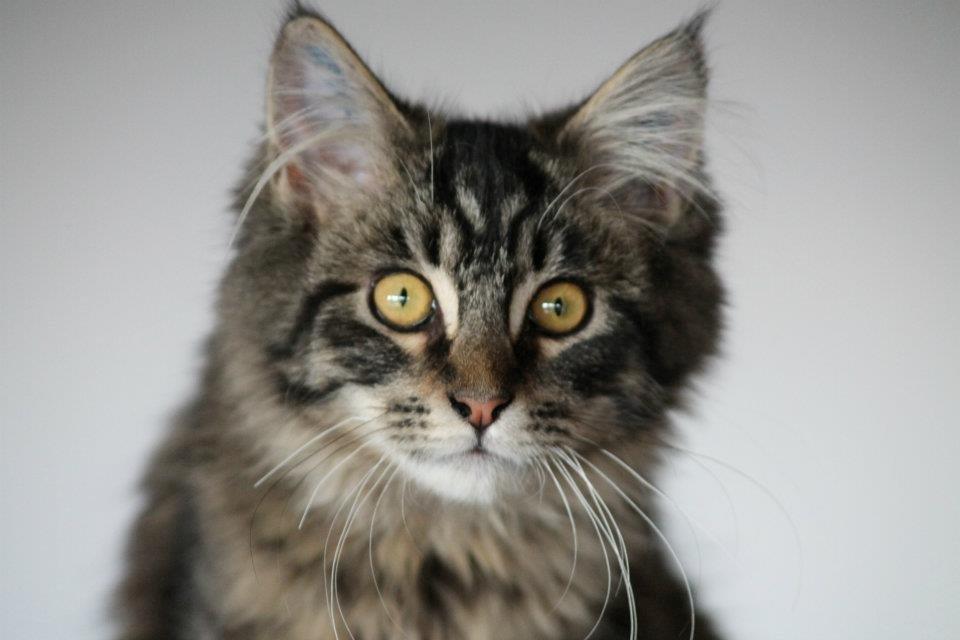 Maine Coon Basse billede 10
