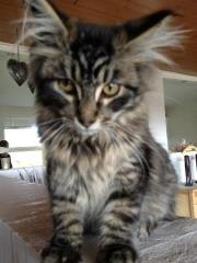 Maine Coon Basse billede 11