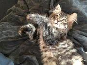 Maine Coon Basse billede 12