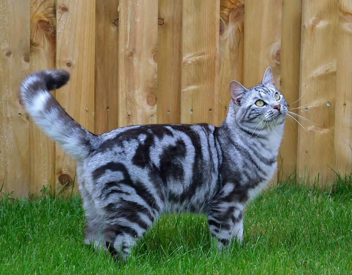 Europé Eife's Ebenezar McCoy - 1 år, oktober 2012 billede 4