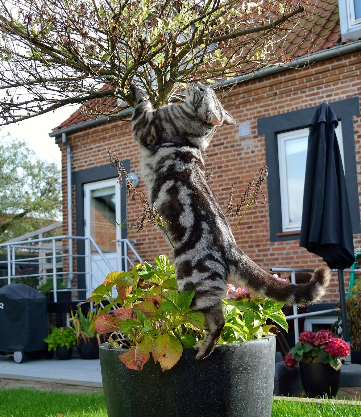 Europé Eife's Ebenezar McCoy - Sådan nogle træer er spændende billede 24