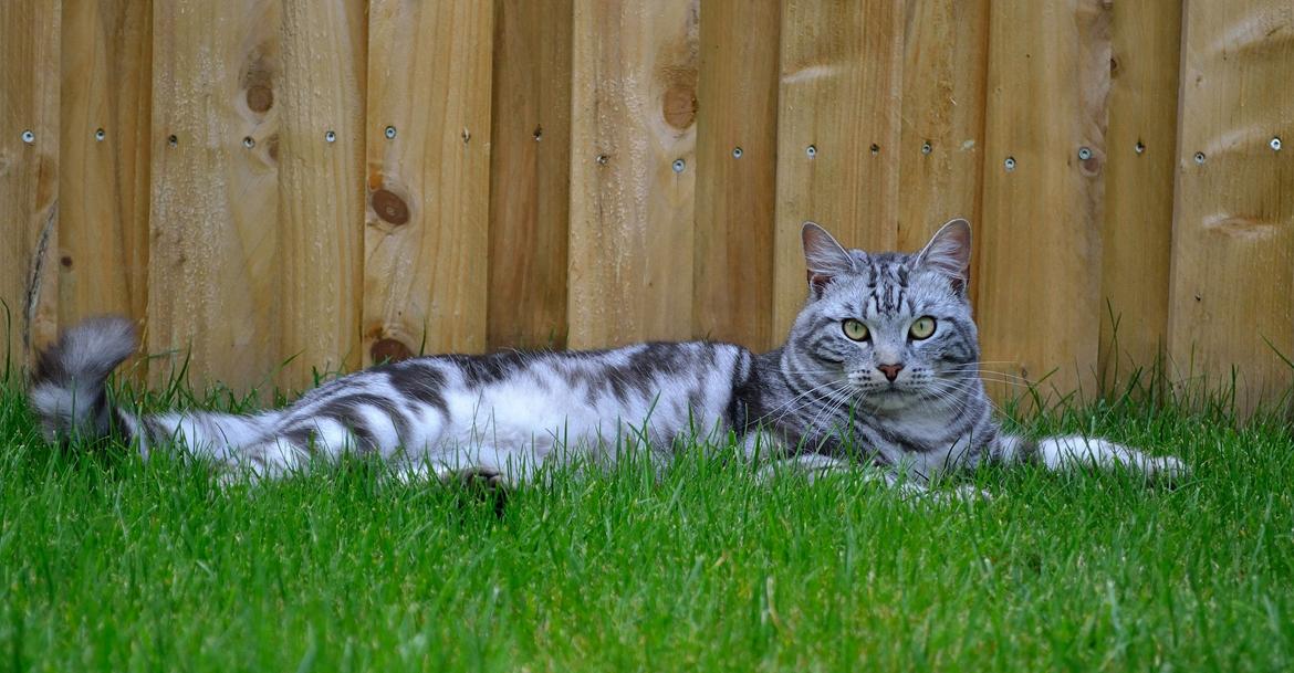 Europé Eife's Ebenezar McCoy - 1 år billede 15