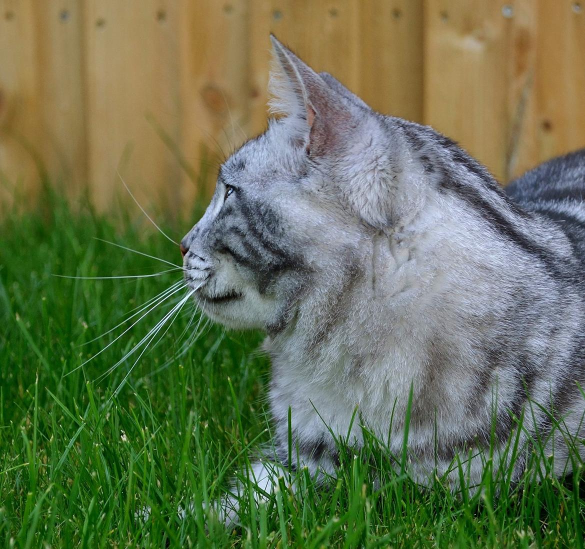 Europé Eife's Ebenezar McCoy - 1 år billede 20