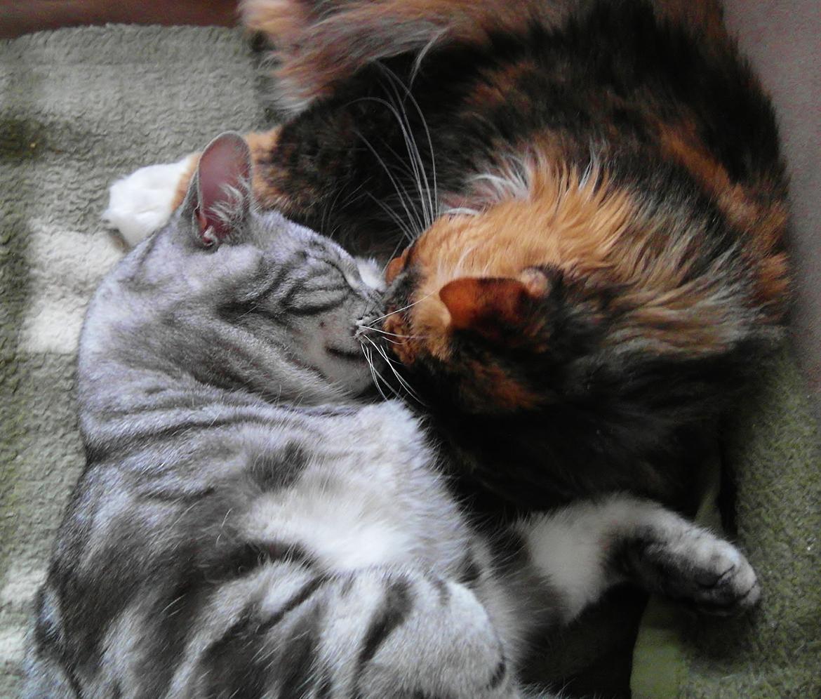 Europé Eife's Ebenezar McCoy - McCoy og May putter, september 2012 billede 28