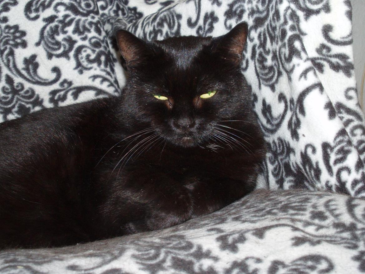 Huskat Musli billede 19