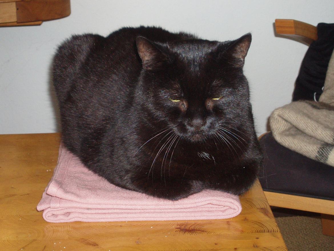 Huskat Musli billede 20