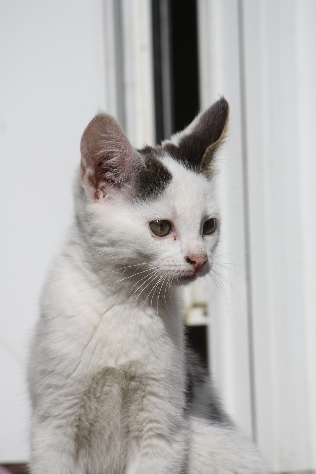 Blanding af racer ZOEY - Velkommen til Zoey's profil! :D billede 1