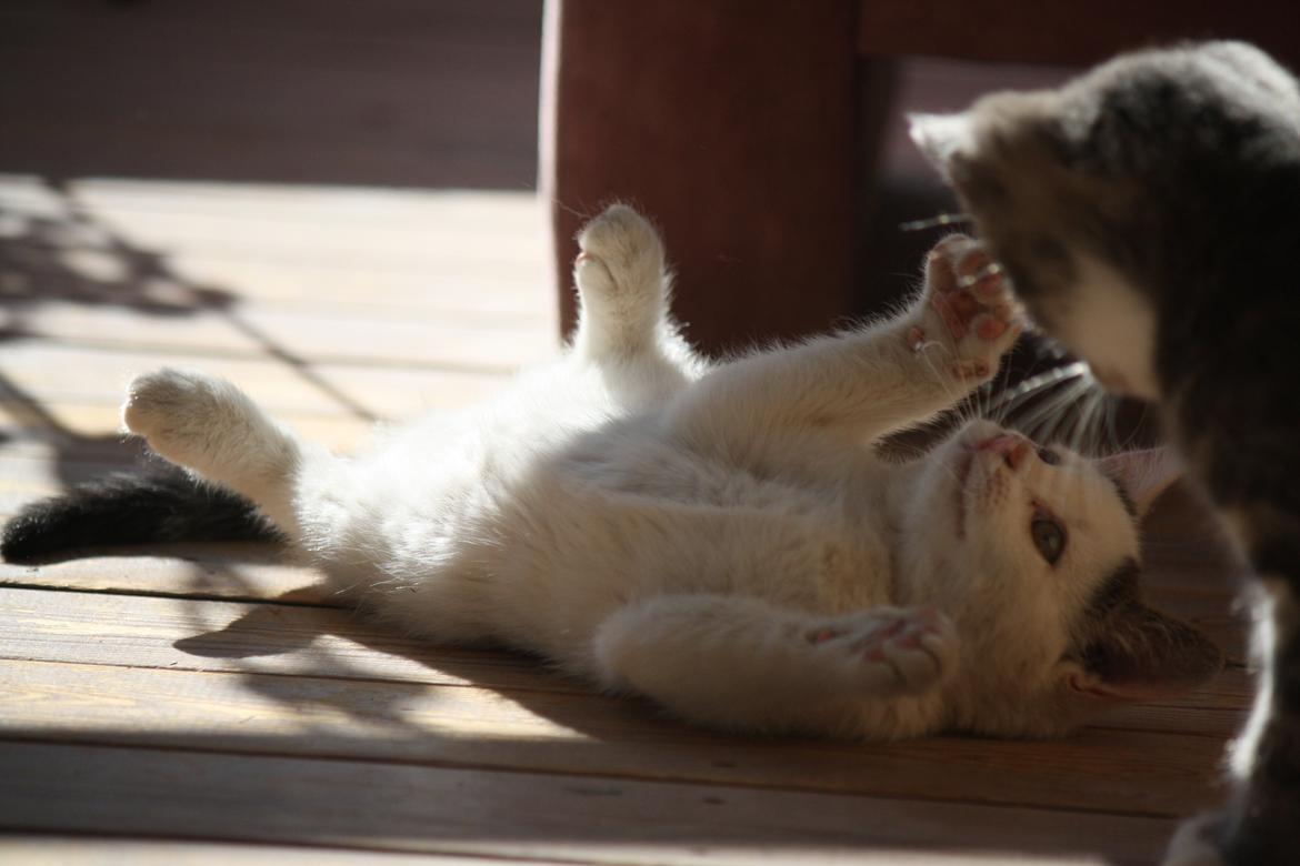 Blanding af racer ZOEY billede 3