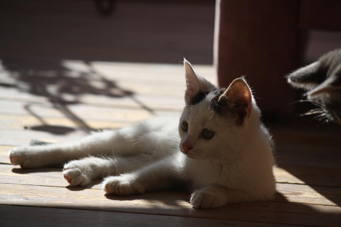 Blanding af racer ZOEY billede 4