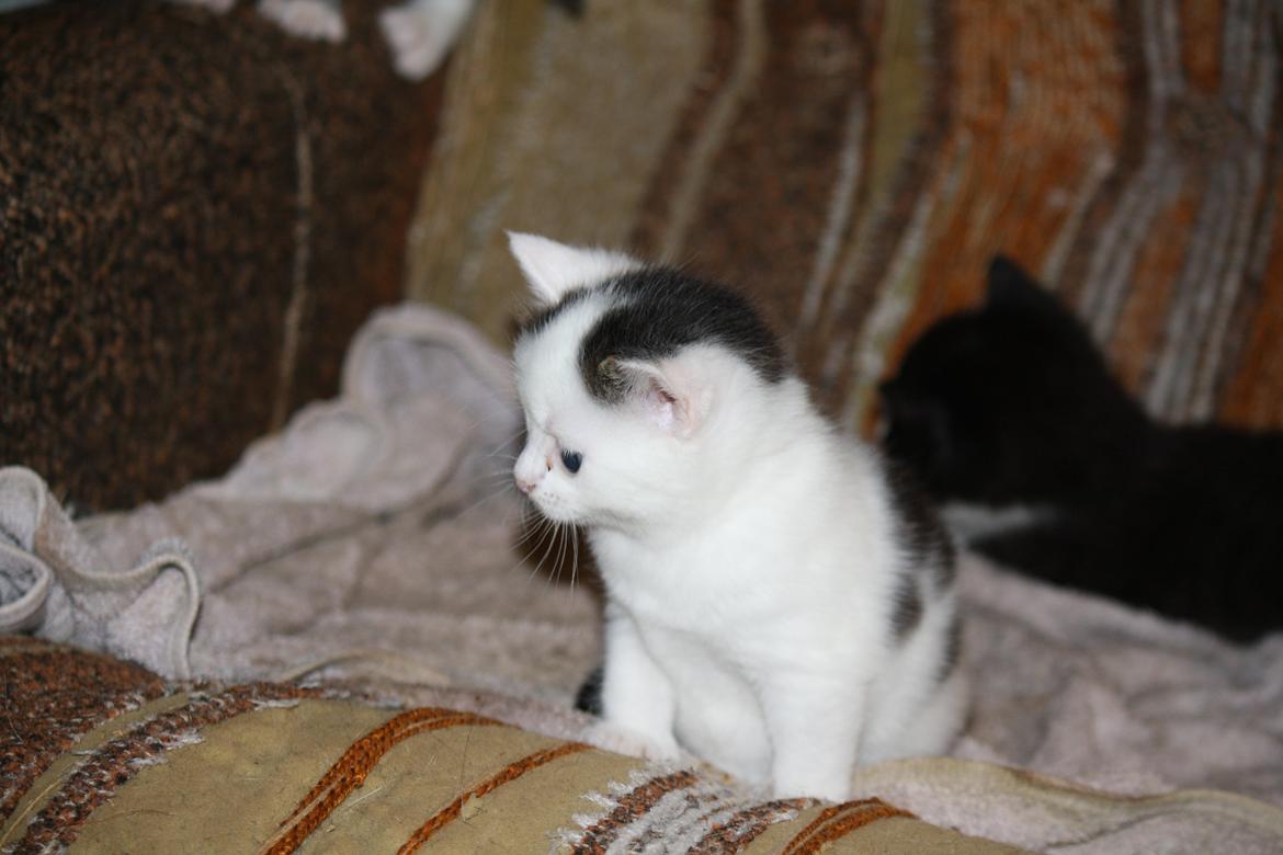 Blanding af racer ZOEY billede 5