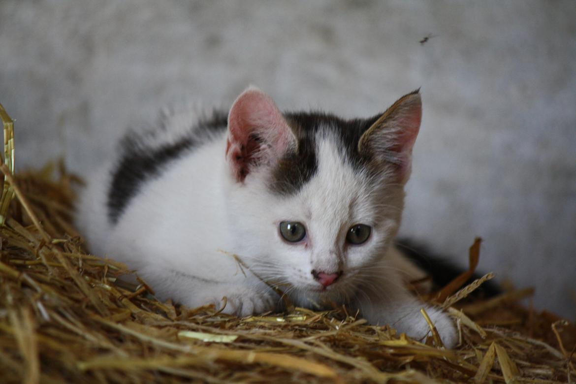 Blanding af racer ZOEY billede 7