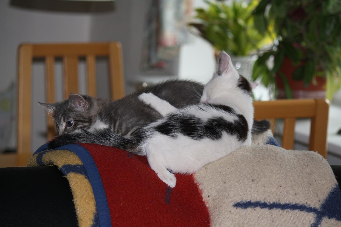 Blanding af racer ZOEY billede 9