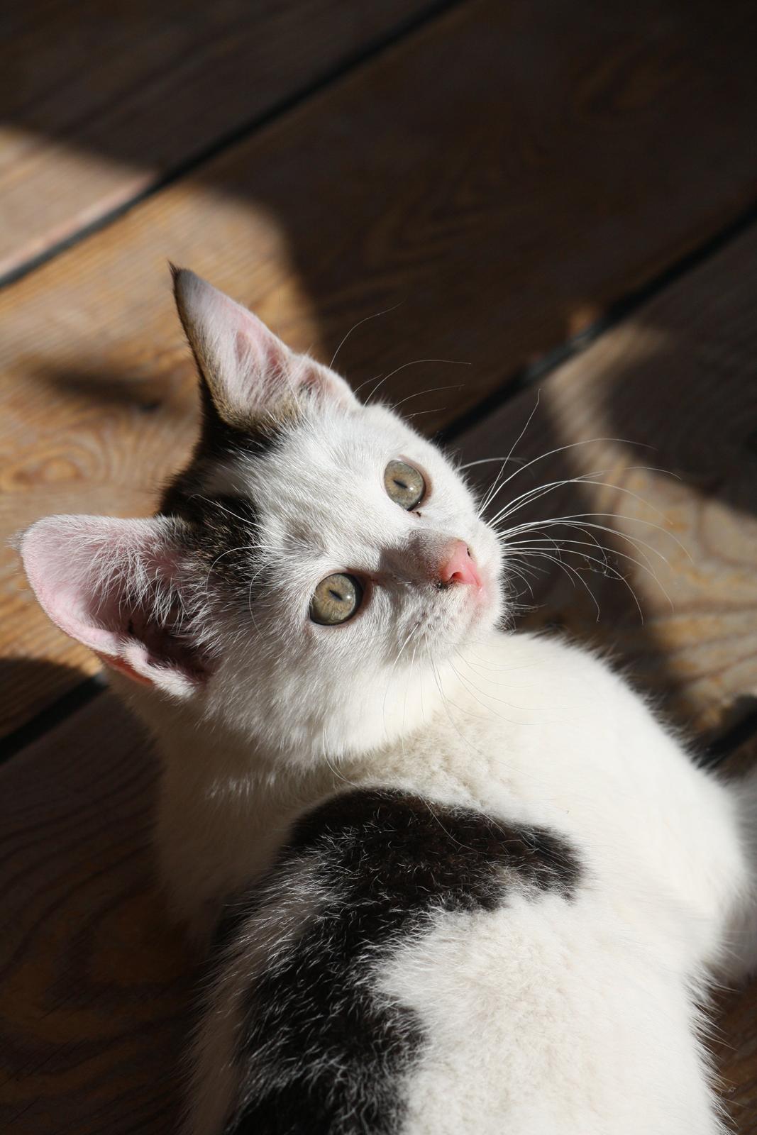 Blanding af racer ZOEY billede 11