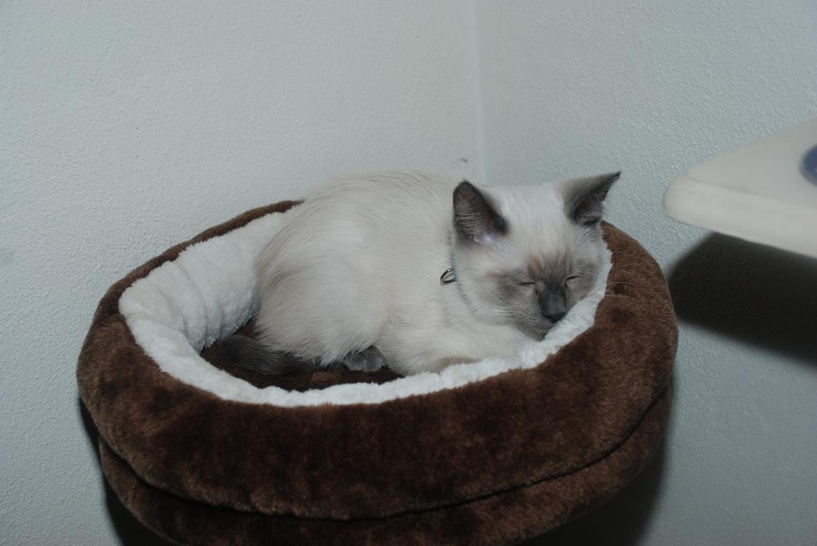 Ragdoll Zaki billede 1