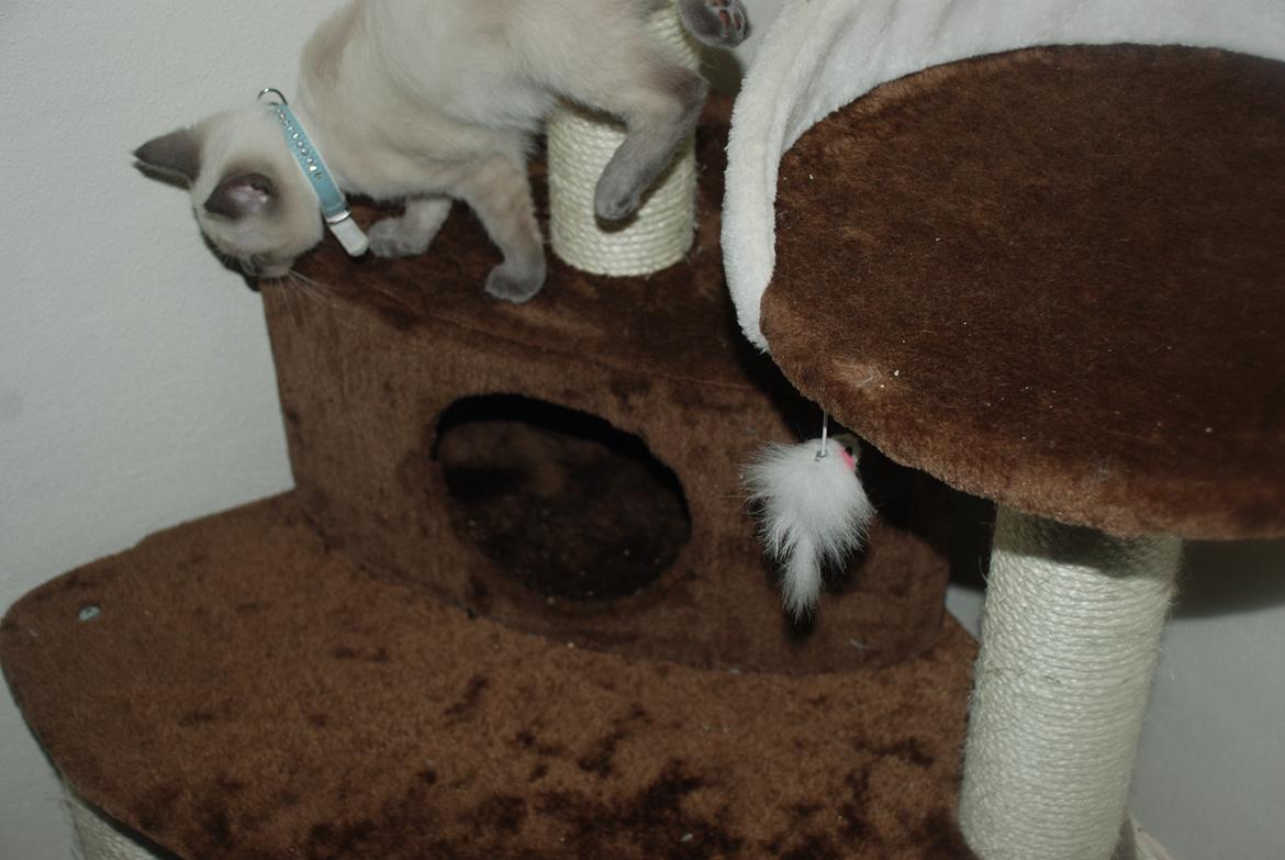 Ragdoll Zaki billede 2