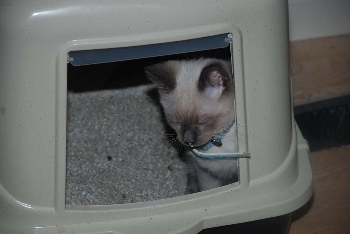 Ragdoll Zaki billede 3