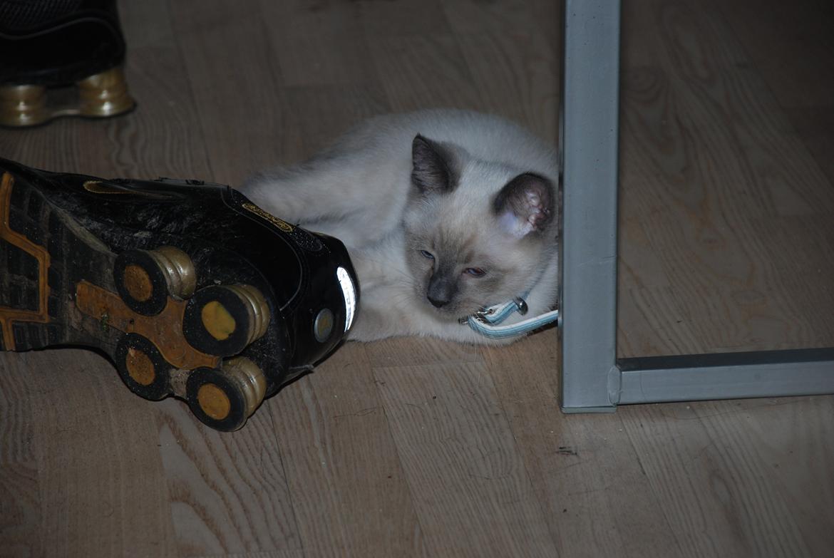Ragdoll Zaki billede 4