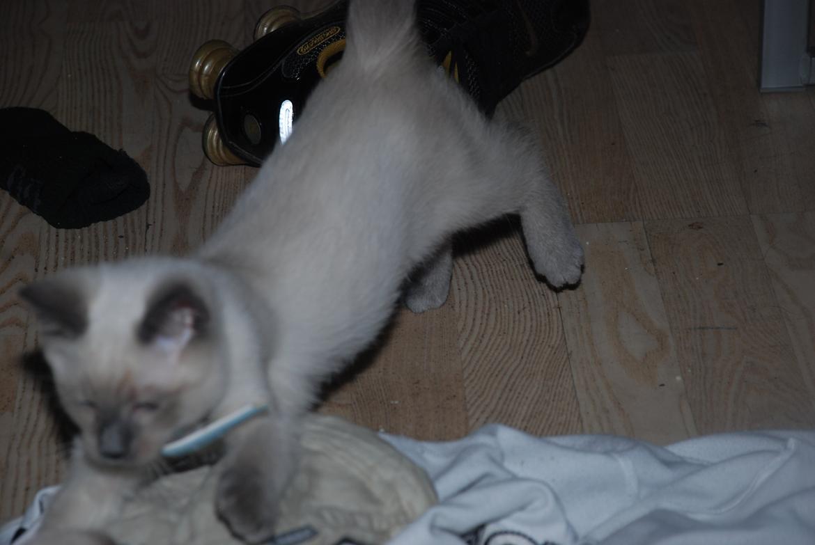 Ragdoll Zaki billede 5