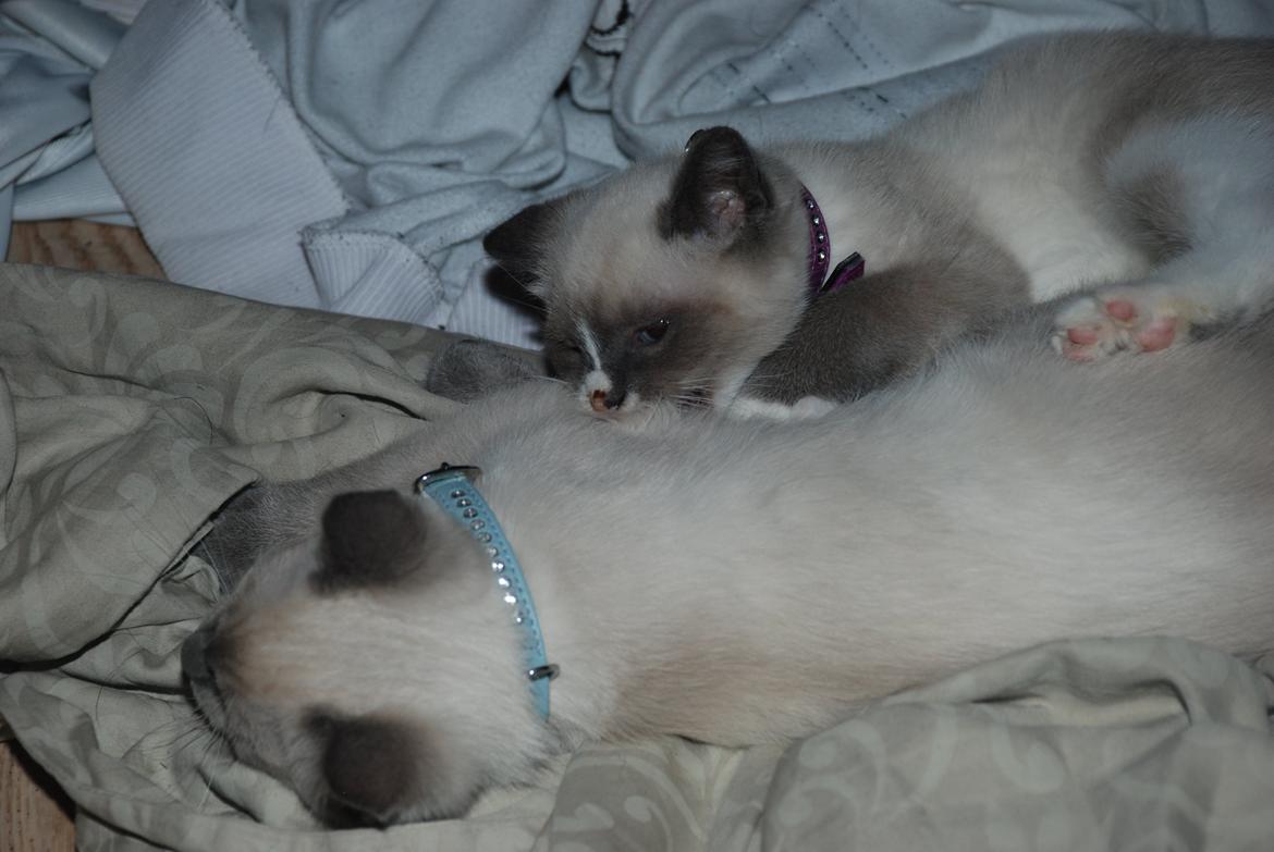 Ragdoll Zaki billede 6