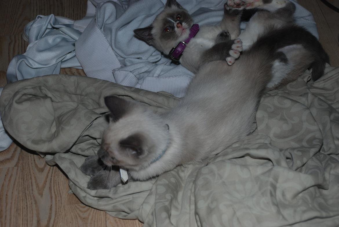 Ragdoll Zaki billede 7