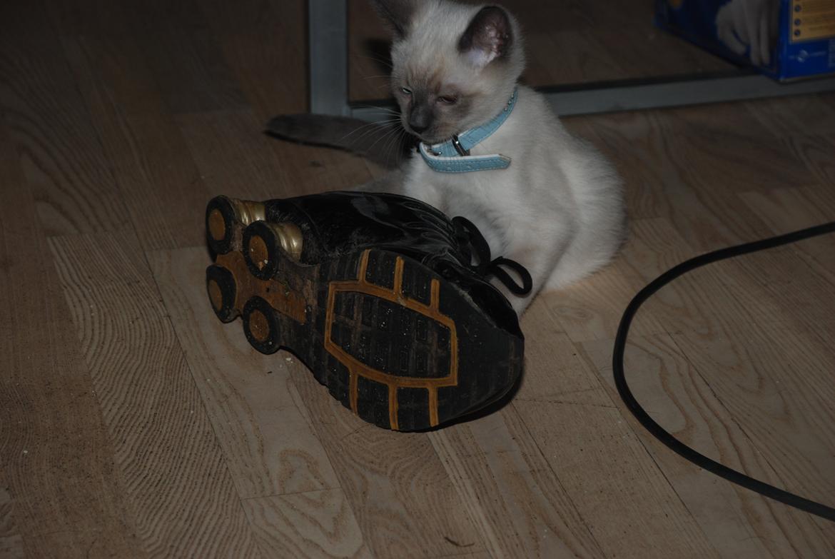 Ragdoll Zaki billede 8