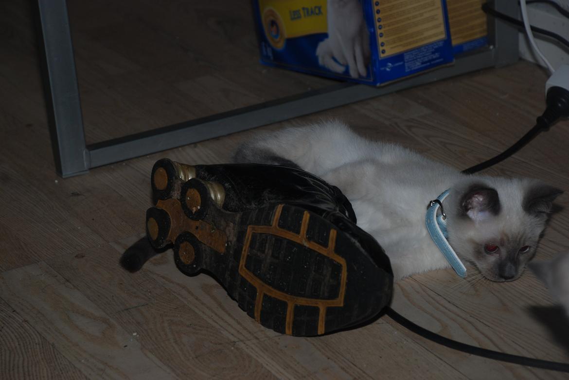 Ragdoll Zaki billede 9