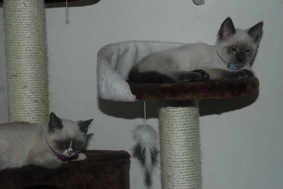 Ragdoll Zaki billede 10