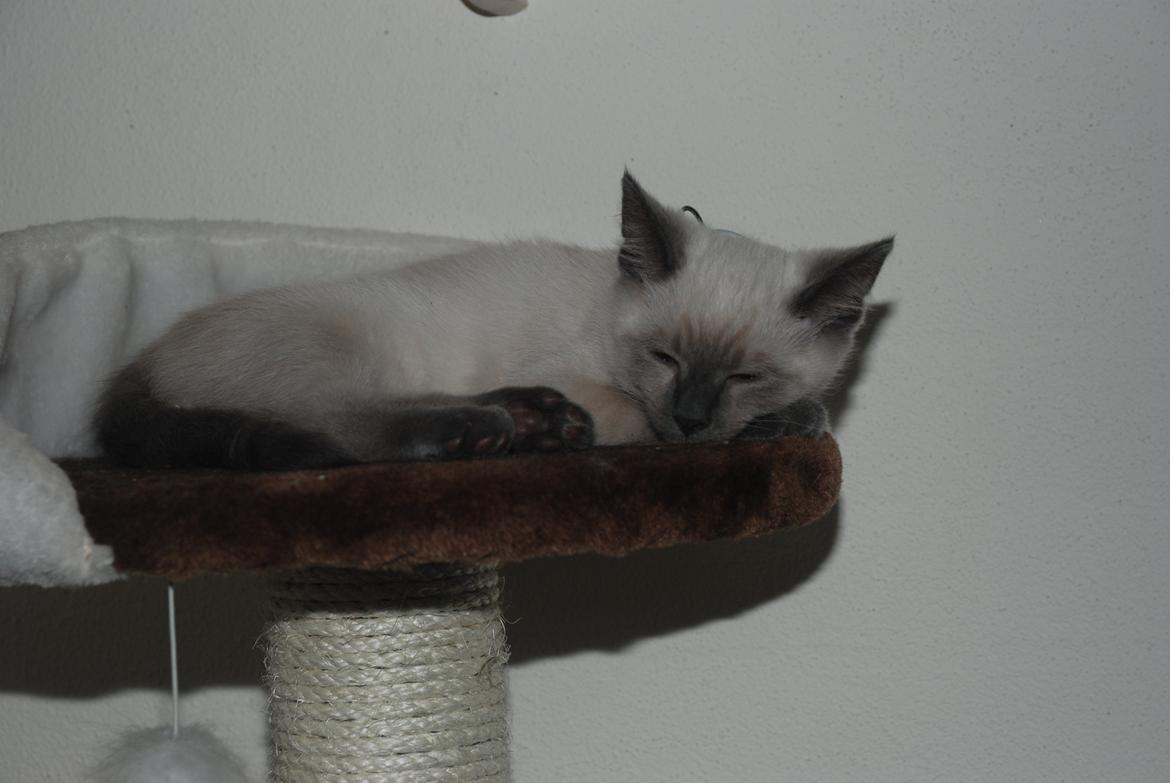 Ragdoll Zaki billede 11