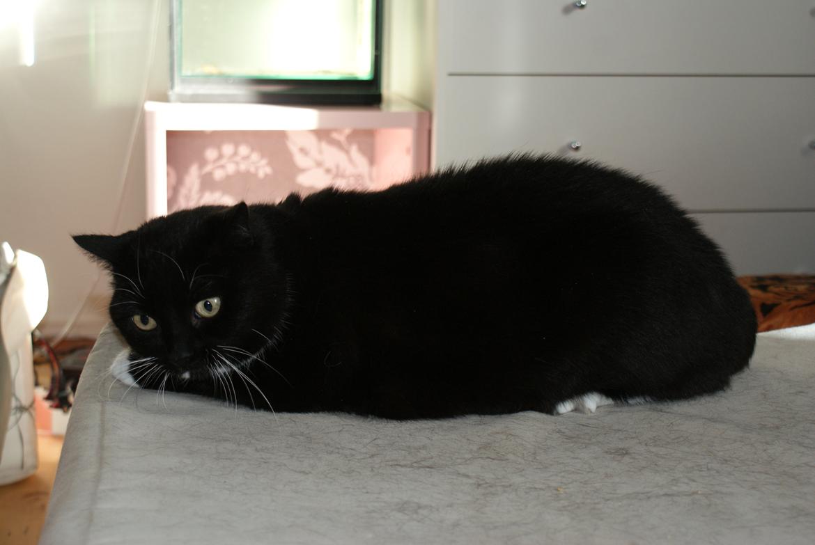 Huskat Pixie billede 14