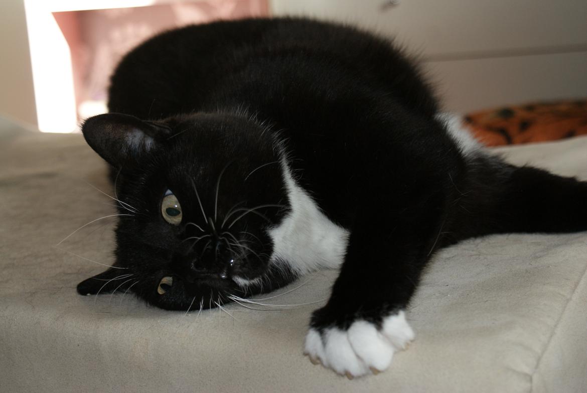 Huskat Pixie billede 16
