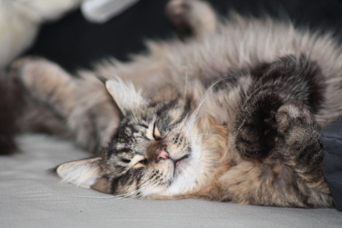 Maine Coon Basse billede 13