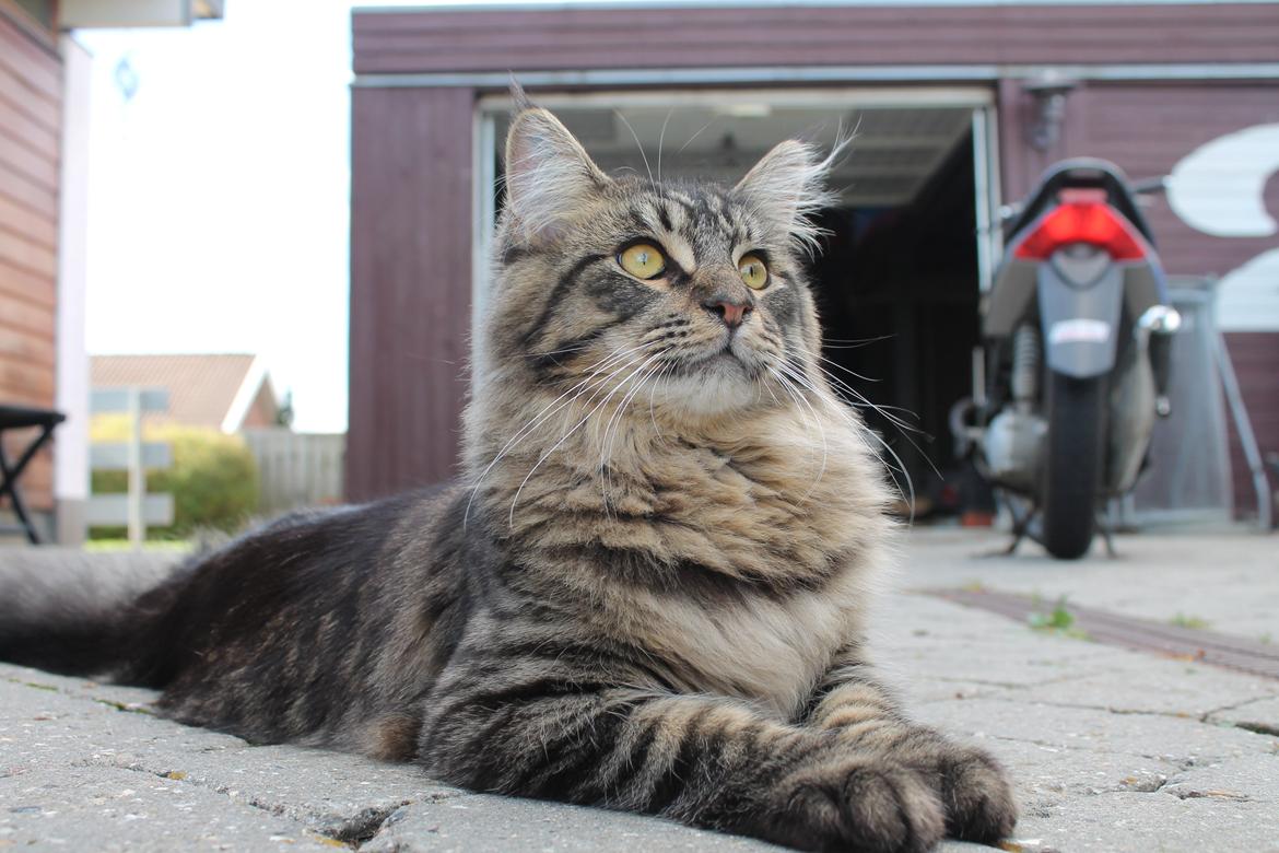 Maine Coon Basse billede 15