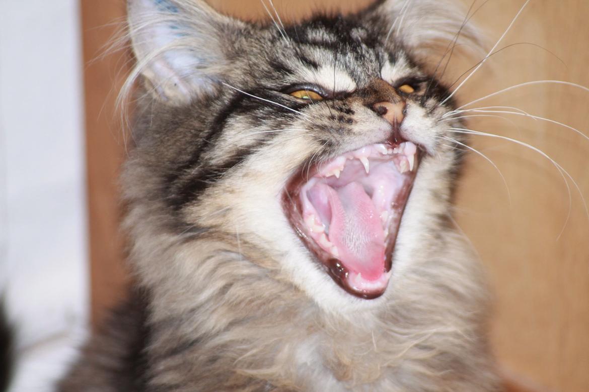 Maine Coon Basse billede 16